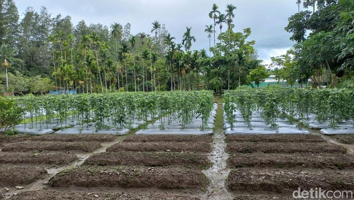 PT Freeport Indonesia menangani tailing atau limbah bekas material tambang untuk dapat digunakan kembali.  Salah satunya menjadi media tumbuh untuk tanaman sayur-sayuran.