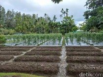 Tailing Disulap Jadi Lahan Hijau hingga Campuran Aspal
