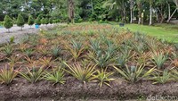 Selain tanaman sayuran, tailing juga dipakai untuk tanaman buah, contohnya nanas ini.