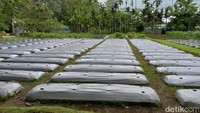 Manajer Environment Central System and Project PT Freeport Indonesia Robert Sarwom menyebutkan 4 hal penting dari pemanfaatan tailing untuk tanaman, yaitu menumbuhkan, menghasilkan, aman, dan fungsi ekologi tetap jalan.