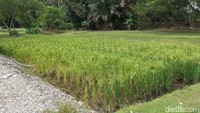 Beberapa tanaman yang dikembangkan dengan memanfaatkan tailing antara lain padi, nanas, gambas/oyong, kacang panjang. Pemanfaatan tailing juga untuk ternak seperti sapi, ayam dan ikan.