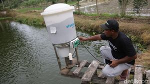 Alat Ini Bantu Petambak di Lampung Selatan Kasih Pakan Ternak Otomatis