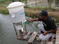 Alat Ini Bantu Petambak di Lampung Selatan Kasih Pakan Ternak Otomatis