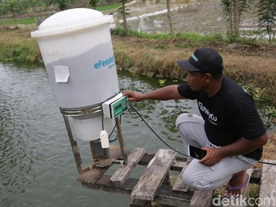 Alat Ini Bantu Petambak di Lampung Selatan Kasih Pakan Ternak Otomatis