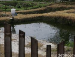 Alat Ini Bantu Petambak di Lampung Selatan Kasih Pakan Ternak Otomatis