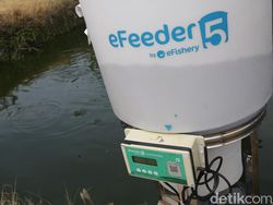 Alat Ini Bantu Petambak di Lampung Selatan Kasih Pakan Ternak Otomatis