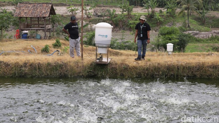 Alat Ini Bantu Petambak di Lampung Selatan Kasih Pakan Ternak Otomatis BAKTI Komdigi berkolaborasi dengan eFishery dalam mendorong digitalisasi sektor perikanan. Digitalisasi tersebut berupa alat pakan otomatis yang didukung internet.