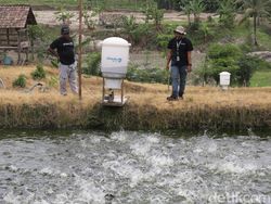Alat Ini Bantu Petambak di Lampung Selatan Kasih Pakan Ternak Otomatis