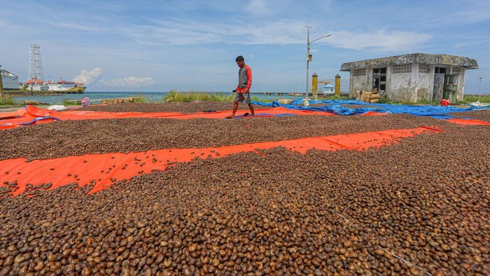 Bisnis Kacang Mete di Konawe Kepulauan