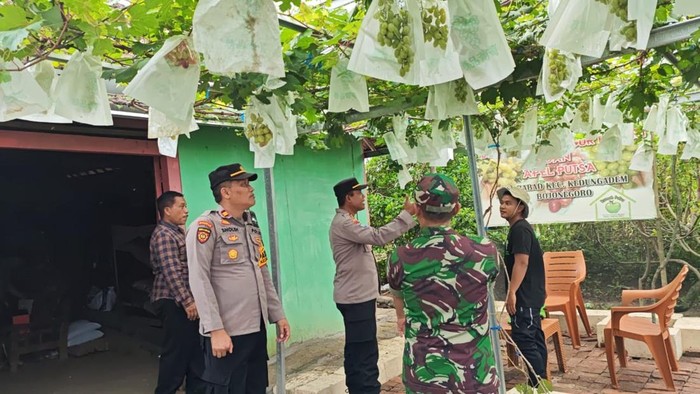 Budidaya anggur yang ditanam di pekarangan rumah warga di Bojonegoro