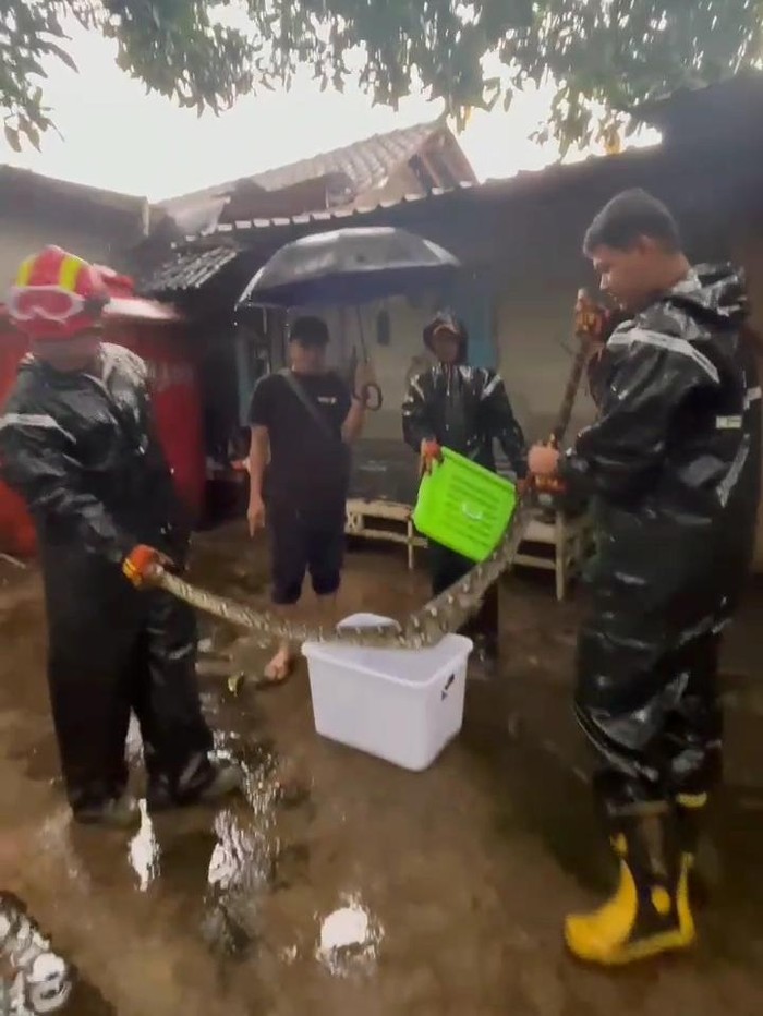 Petugas Damkarmat saat mengevakuasi seekor ular piton berukuran 2 meter di kandang ayam warga Nangsri, Srihardono, Pundong, Bantul, Kamis (12/12/2024).