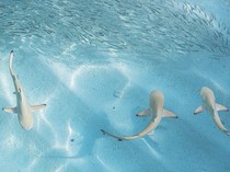 Panik Nggak? Kawanan Hiu Berenang di Dekat Pantai Wisata