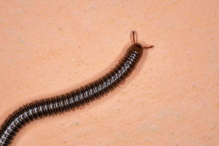 Ilustrasi hewan kaki seribu (Millipede)