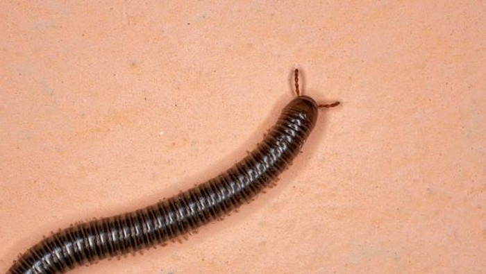 Ilustrasi hewan kaki seribu (Millipede)