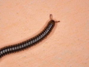 5 Cara Basmi Kelabang dan Kaki Seribu di Rumah, Bisa Pakai Garam