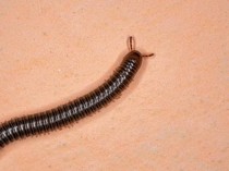Rumah Diserbu Kaki Seribu saat Musim Hujan? Ini Penyebab dan Cara Cegahnya