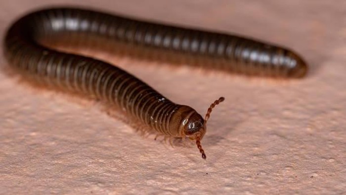 Ilustrasi hewan kaki seribu (Millipede)