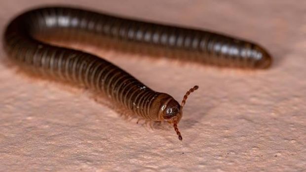 Ilustrasi hewan kaki seribu (Millipede)