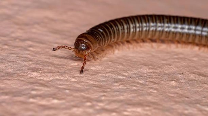 Ilustrasi hewan kaki seribu (Millipede)