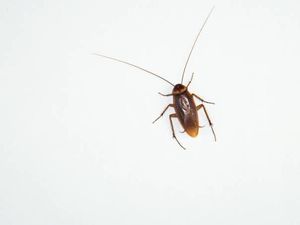 Asal Muasal Kecoak Bisa Masuk dan Berkembang Biak di Indonesia