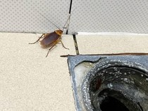 Awas! 5 Makhluk Ini Sering Menyelinap Masuk Kamar Mandi