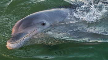 Lumba-lumba punya otak besar (kedua setelah manusia!) dan perilaku mereka membuktikan kecerdasan mereka. Contohnya, lumba-lumba di Australia menggunakan spons untuk berburu, di Amerika mereka membuat cincin lumpur untuk menjebak ikan, dan di Brazil mereka bekerja sama dengan nelayan untuk menangkap lebih banyak ikan. Foto: iScience via Science Alert