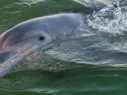 10 Hewan Terpintar di Dunia, Ada yang Tak Terduga