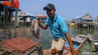 Selain dijual, warga Wawonii kerap memanfaatkan sotong sebagai makanan sehari-hari.