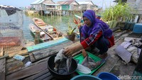 Ada pula yang menyulapnya menjadi camilan stick sotong seperti yang dilakukan warga Desa Langara Tanjung Batu, Wawonii Barat Nani (45).
