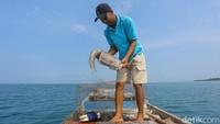 Kabupaten Konawe Kepulauan atau yang kerap disebut dengan Pulau Wawonii memang terkenal dengan kekayaan lautnya. Salah satu hasil laut yang populer adalah sotong.