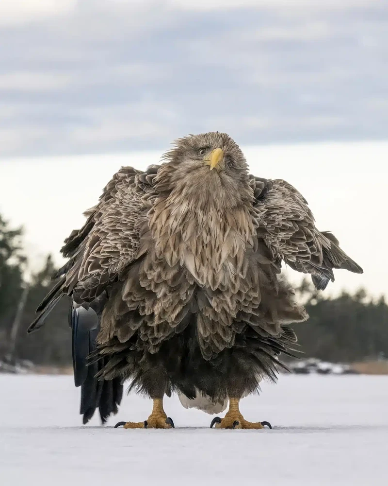 Nikon Comedy Wildlife Photography Awards 2024