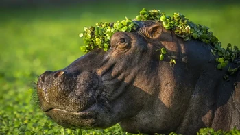 “Im too sexy for my love” karya Artur Stankiewicz. Raih Highly Commended. Foto: Nikon Comedy Wildlife Photography Awards