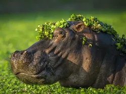 Jawara Comedy Wildlife Photography Awards 2024 Bikin Ngakak