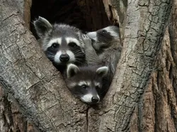 Jawara Comedy Wildlife Photography Awards 2024 Bikin Ngakak