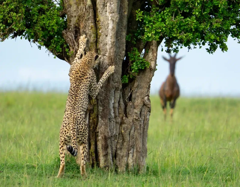 Nikon Comedy Wildlife Photography Awards 2024