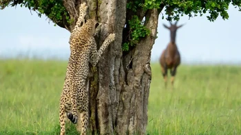 “Hide and seek” karya Leslie McLeod. Peraih Highly Commended. Foto: Nikon Comedy Wildlife Photography Awards