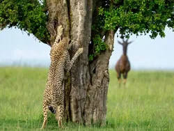 Jawara Comedy Wildlife Photography Awards 2024 Bikin Ngakak