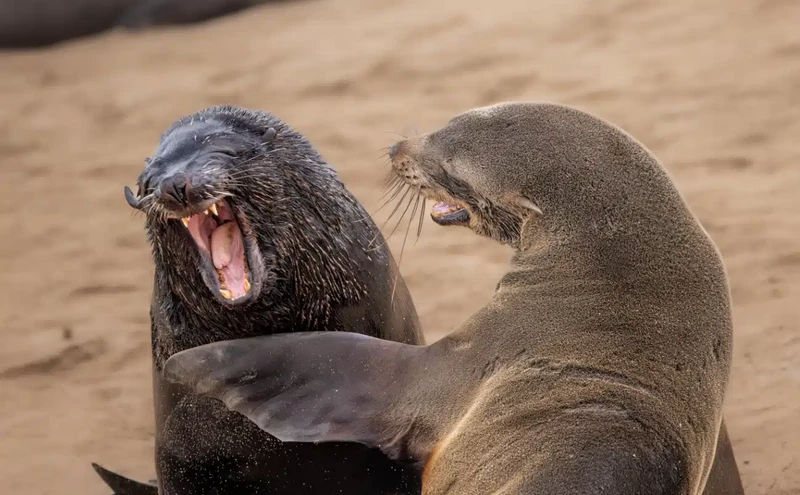Nikon Comedy Wildlife Photography Awards 2024
