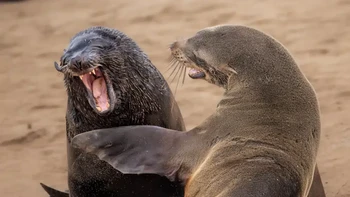 “Are you kidding” karya Marti Phillips. Peraih Highly Commended. Foto: Nikon Comedy Wildlife Photography Awards