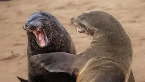 Jawara Comedy Wildlife Photography Awards 2024 Bikin Ngakak