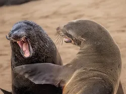 Jawara Comedy Wildlife Photography Awards 2024 Bikin Ngakak