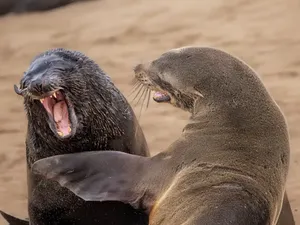Jawara Comedy Wildlife Photography Awards 2024 Bikin Ngakak