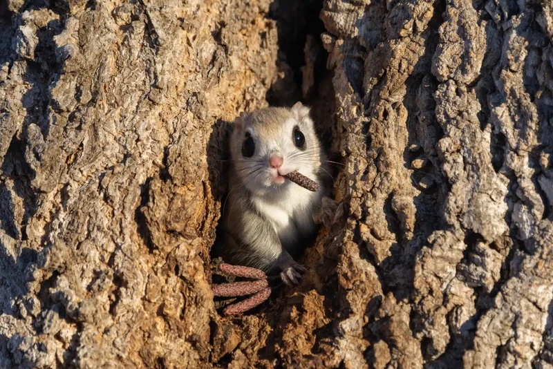 Nikon Comedy Wildlife Photography Awards 2024