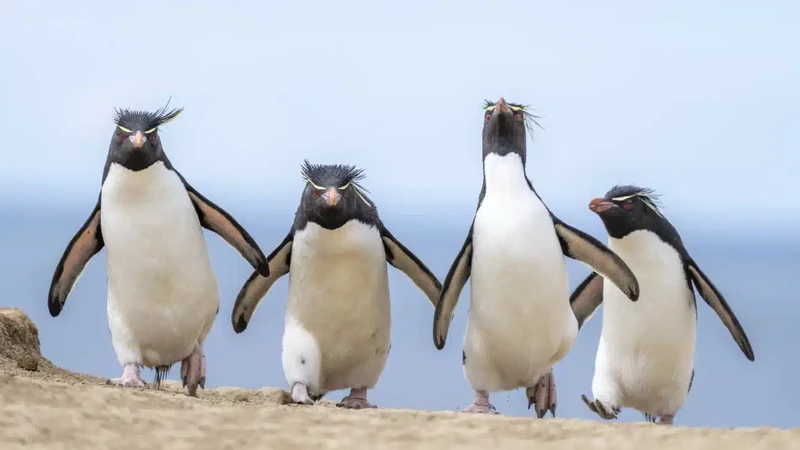 Nikon Comedy Wildlife Photography Awards 2024