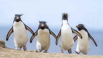 Gang of four” karya Ralph Robinson. Peraih Highly Commended. Foto: Nikon Comedy Wildlife Photography Awards