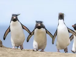 Jawara Comedy Wildlife Photography Awards 2024 Bikin Ngakak