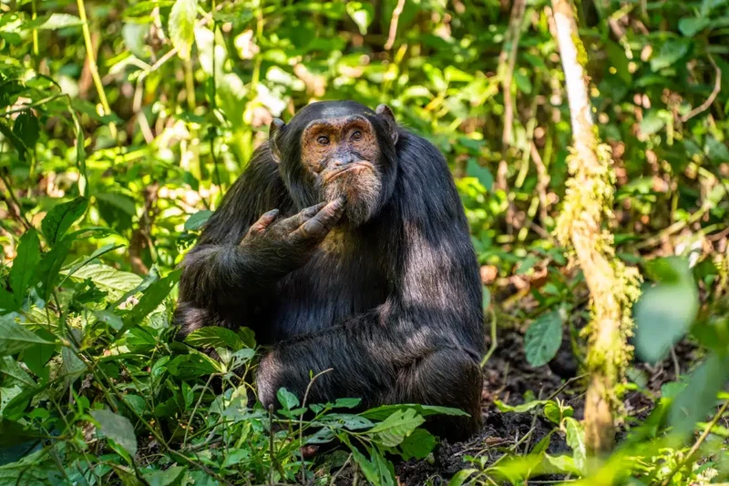 Nikon Comedy Wildlife Photography Awards 2024