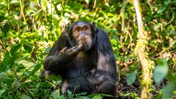 “The Contemplative Chimpanzee” karya Arvind Mohandas. Peraih Highly Commended. Foto: Nikon Comedy Wildlife Photography Awards