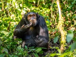 Jawara Comedy Wildlife Photography Awards 2024 Bikin Ngakak