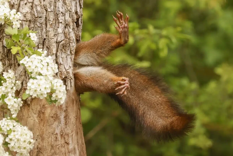 Nikon Comedy Wildlife Photography Awards 2024